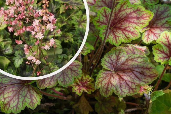 Purplebell - Heucherella 'Tapestry'