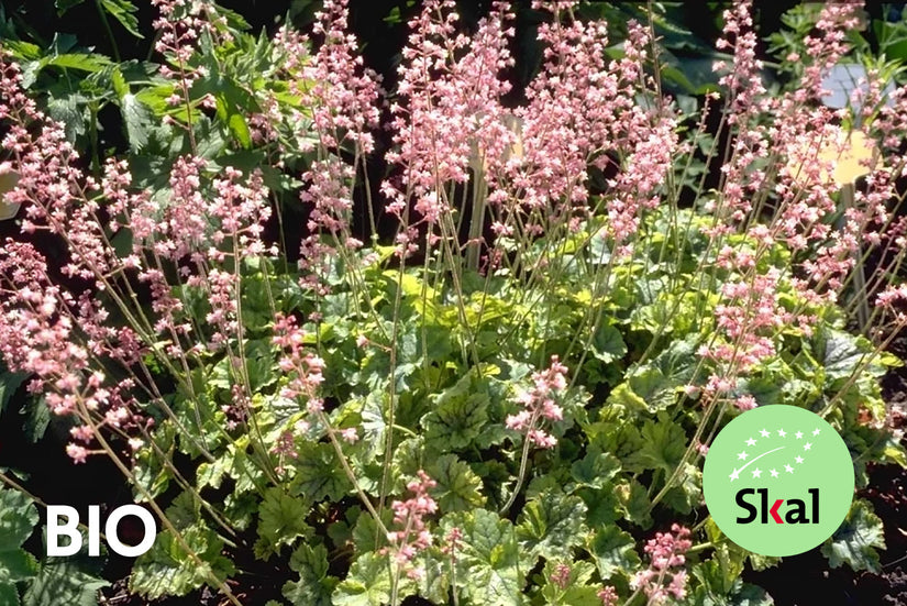 Bio-Purpurglöckchen – Heucherella alba „Bridget Bloom“ TIPP