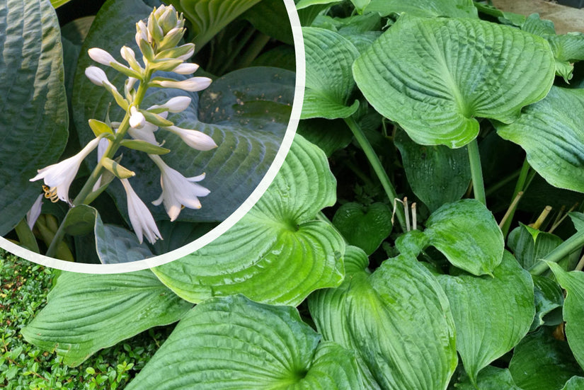 Herzlilie - Hosta 'Big Daddy'