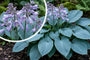 Bunte Herzlilie - Hosta 'Undulata Albomarginata'