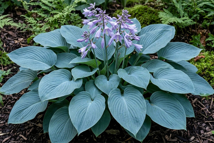 Bunte Herzlilie - Hosta 'Undulata Albomarginata'