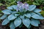 Bunte Herzlilie - Hosta 'Undulata Albomarginata'