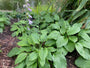 Herzlilie - Hosta 'Fortunei Hyacinthina'