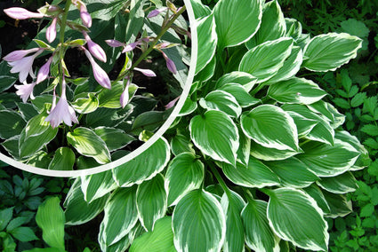 Bunte Herzlilie - Hosta 'Undulata Albomarginata'