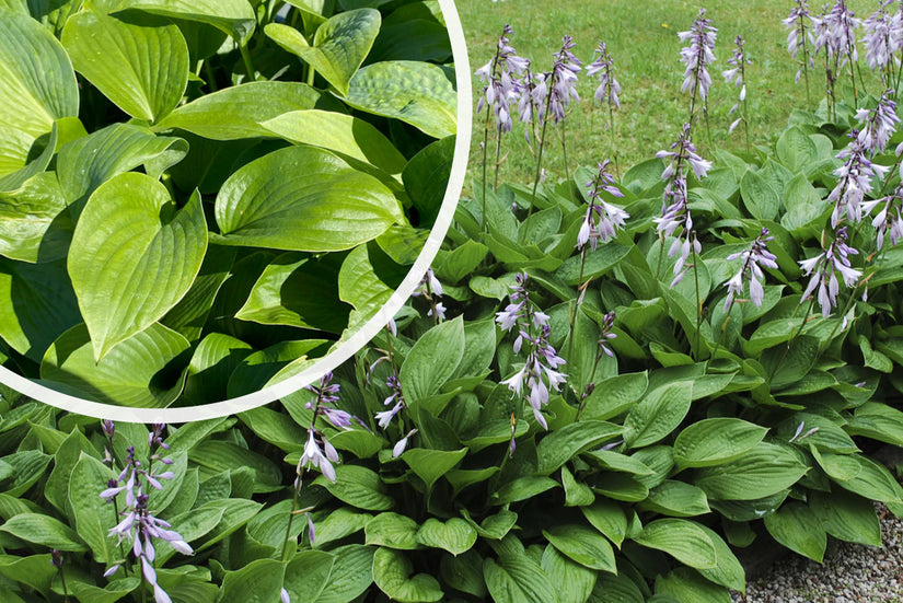 Herzlilie - Hosta sieboldiana 'Elegans'