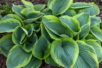 Herzlilie - Hosta tokudama