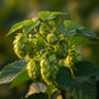 Hopfenpflanze - Humulus Lupupus 'Nordbräu'
