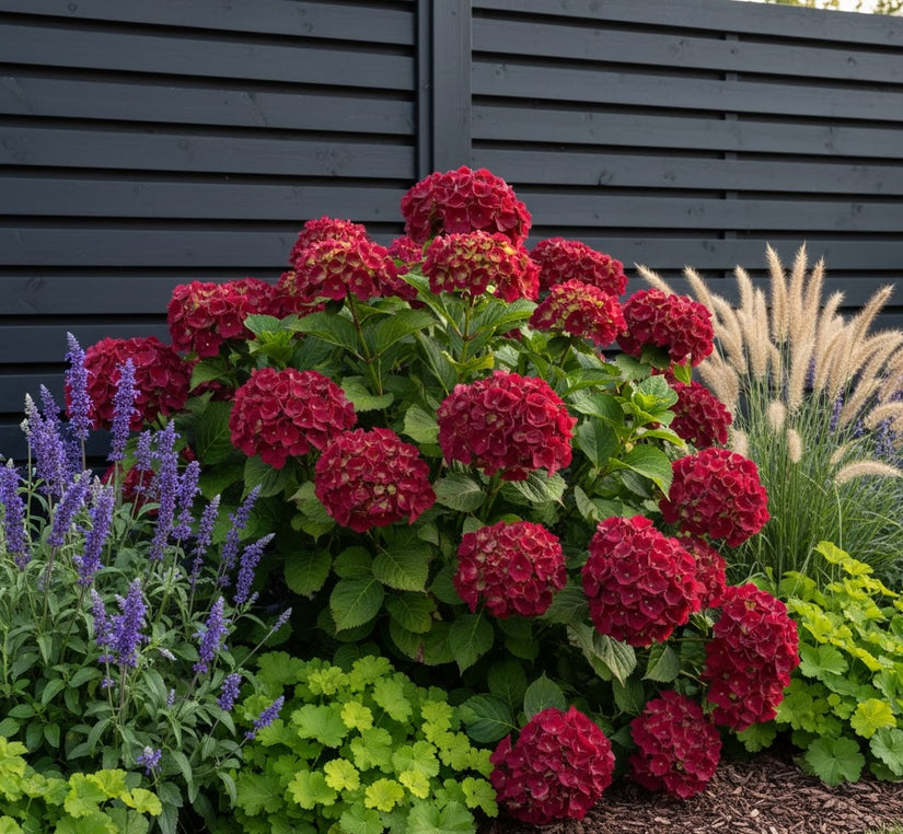 Hydrangea Macrophylla 'Rotschwanz'