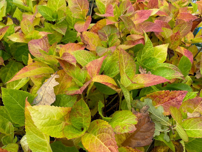 Bauernhortensie - Hydrangea Macrophylla 'Bouquet Rose'