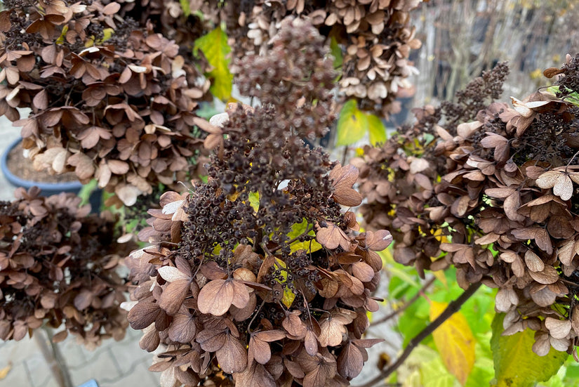 Federhortensie am Stiel - Hydrangea paniculata 'Candlelight'