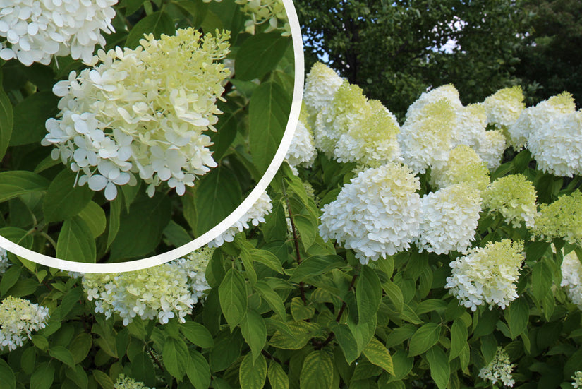 Rispenhortensie - Hydrangea paniculata 'Limelight'