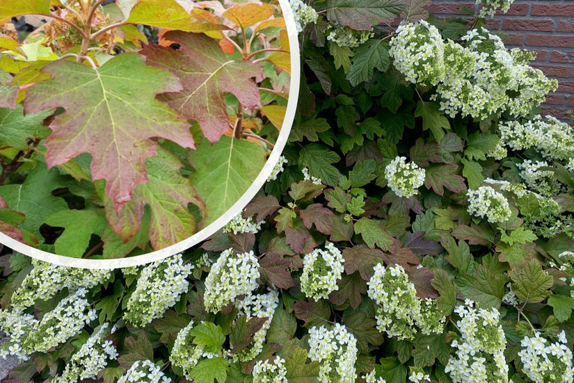 Eichenlaubhortensie - Hydrangea quercifolia