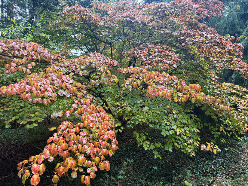 Japanischer großblumiger Hartriegel - Cornus kousa