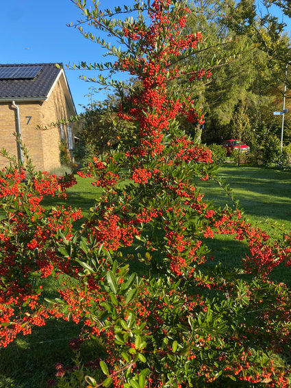 Feuerdorn - Pyracantha coccinea 'Rote Säule'