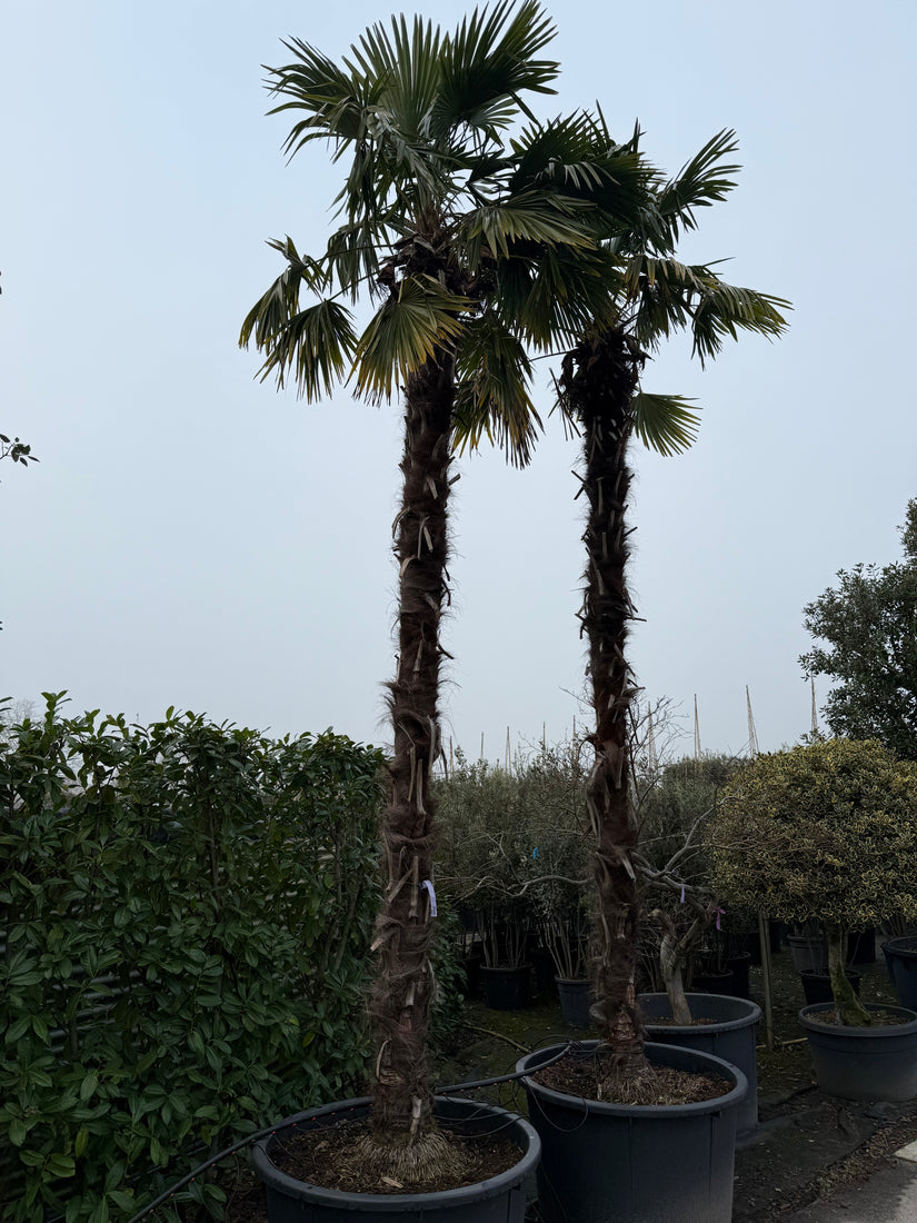 Chinesische Palme - Trachycarpus Fortunei