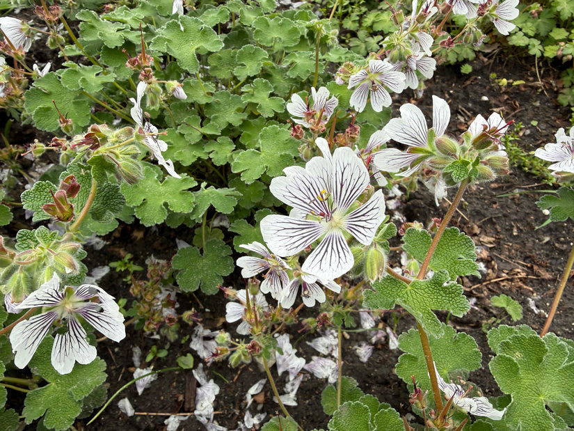 Storchschnabel - Geranium renardii