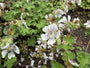 Storchschnabel - Geranium renardii