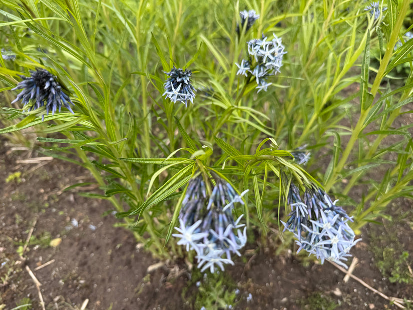 Bio Blue Star - Amsonia 'Blue Ice'