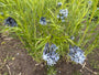 Bio Blue Star - Amsonia 'Blue Ice'
