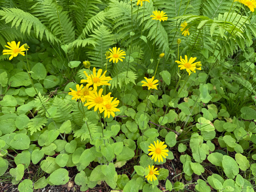 Arnika - Arnica montana