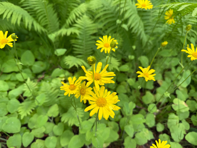 Arnika - Arnica montana