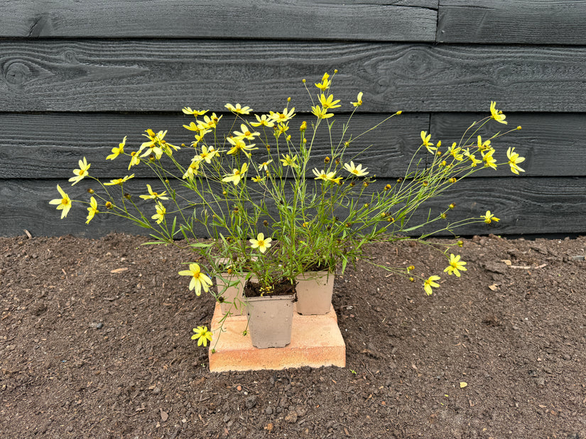 Mädchenaugen - Coreopsis Verticillata 'Moonbeam'