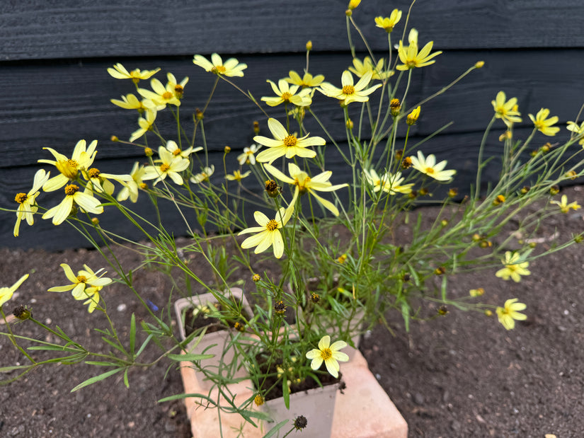 Mädchenaugen - Coreopsis Verticillata 'Moonbeam'