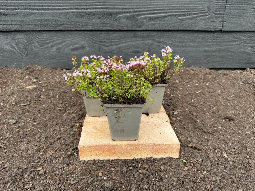 Wilder Majoran - Origanum vulgare 'Compactum'