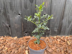 30-40 cm, C3