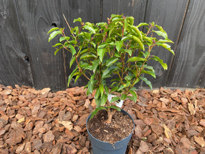 40-50 cm, C3