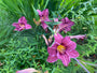 Taglilie (Dunkelrosa / Lila) - Hemerocallis 'Summer Wine'