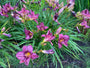 Taglilie (Dunkelrosa / Lila) - Hemerocallis 'Summer Wine'