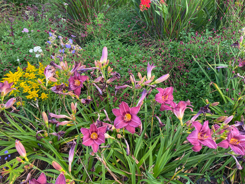 Taglilie (Dunkelrosa / Lila) - Hemerocallis 'Summer Wine'