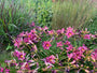 Taglilie (Dunkelrosa / Lila) - Hemerocallis 'Summer Wine'