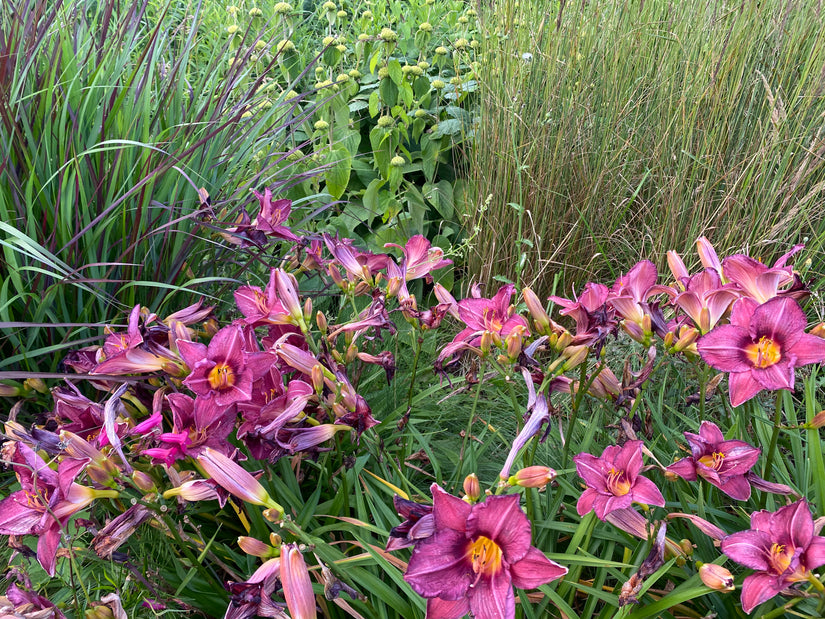 Taglilie (Dunkelrosa / Lila) - Hemerocallis 'Summer Wine'