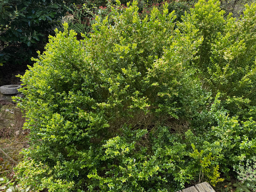 Buchsbaumhecke Palme - Buxus sempervirens