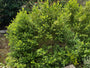 Buchsbaumhecke Palme - Buxus sempervirens