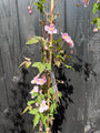 Hellrosa Bergwaldrebe - Clematis montana 'Rubens'