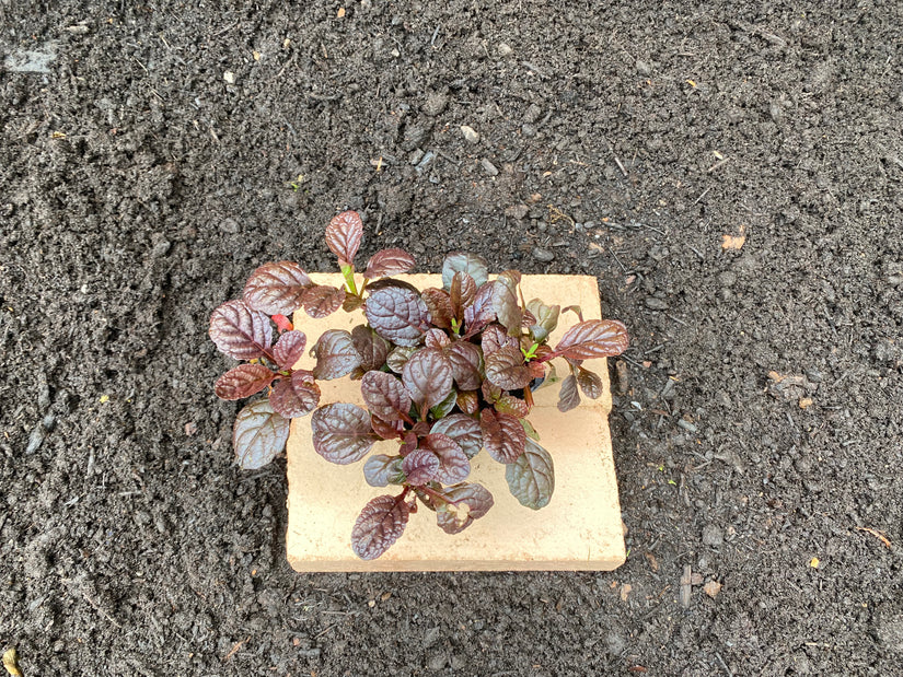 Kriechendes Zenegreen - Ajuga reptans 'Atropurpurea' (auch pro/m2)