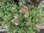Japanische Spierstaude (Rosa) - Spiraea japonica 'Anthony Waterer'