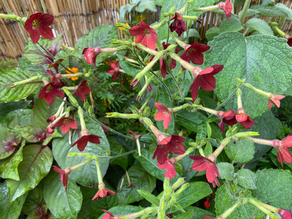 Ziertabak - Nicotiana alata 'Lime Green'