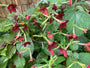 Ziertabak - Nicotiana alata 'Lime Green'