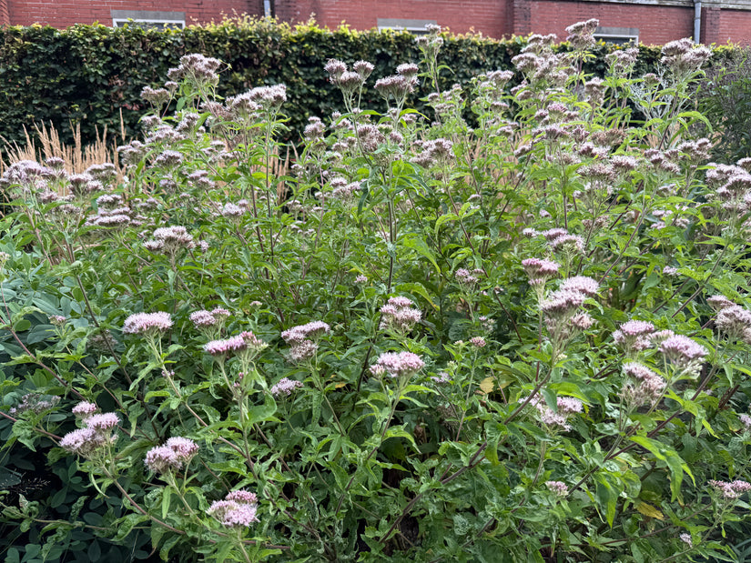 Leberblümchen / Königinnenkraut (Wuchshöhe 125 cm) - Eupatorium cannabinum