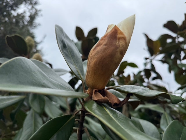 Immergrüner mehrstämmiger Biberbaum - Magnolia grandiflora Goliath