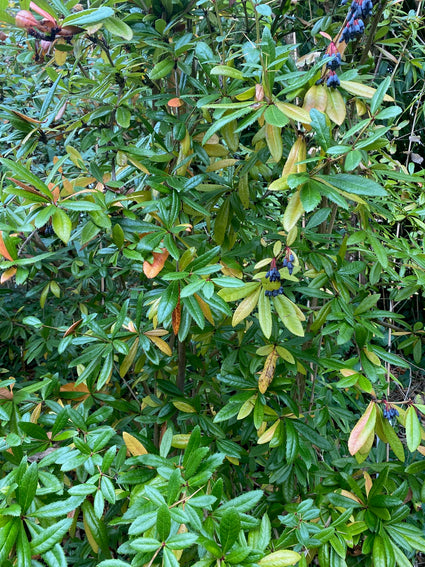 Berberitze - Berberis julianae