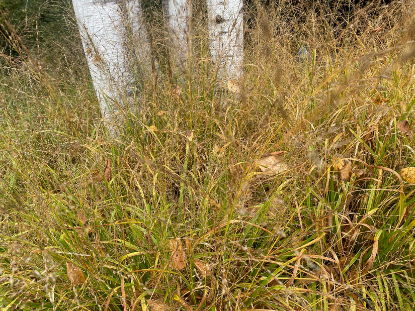 Wald-Seggenrohr - Calamagrostis arundinacea