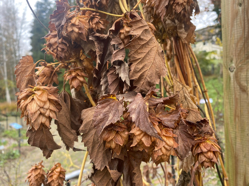 Hopfen - Humulus lupulus