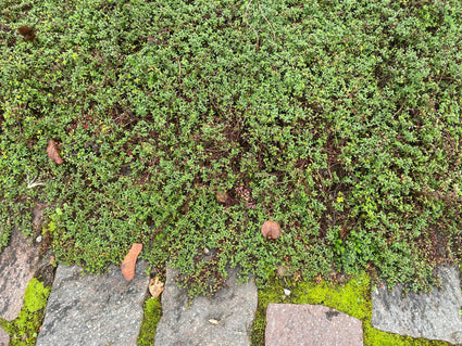 Wilder Thymian - Thymus serpyllum var. Albus