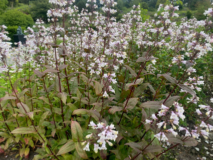 Schlangenkopf - Penstemon digitalis 'Husker Red'