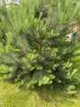 Waldkiefer - Pinus sylvestris